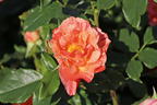 Malerrose 'Grimaldi' ® - Rosa 'Grimaldi' ®