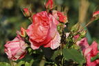 Malerrose 'Grimaldi' ® - Rosa 'Grimaldi' ®
