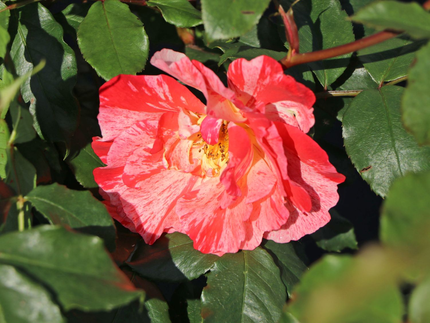 Malerrose 'Grimaldi' ® - Rosa 'Grimaldi' ®