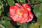 Malerrose 'Grimaldi' ® - Rosa 'Grimaldi' ®