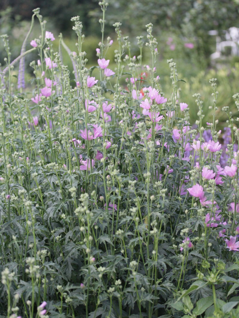 Malve 'Sweet Sixteen' - Malva sylvestris 'Sweet Sixteen'