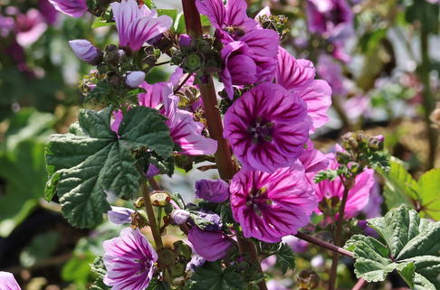 Malve 'Zebrina' - Malva sylvestris 'Zebrina'