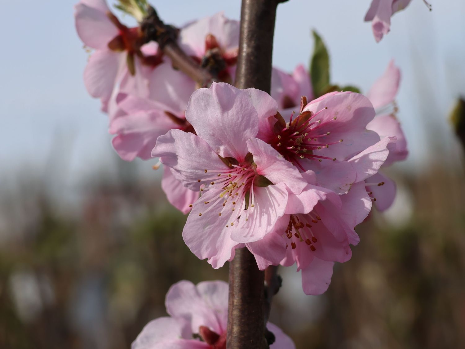 Mandelbaum Prunus Amygdalus - Dürkheimer Krachmandel 100-125cm