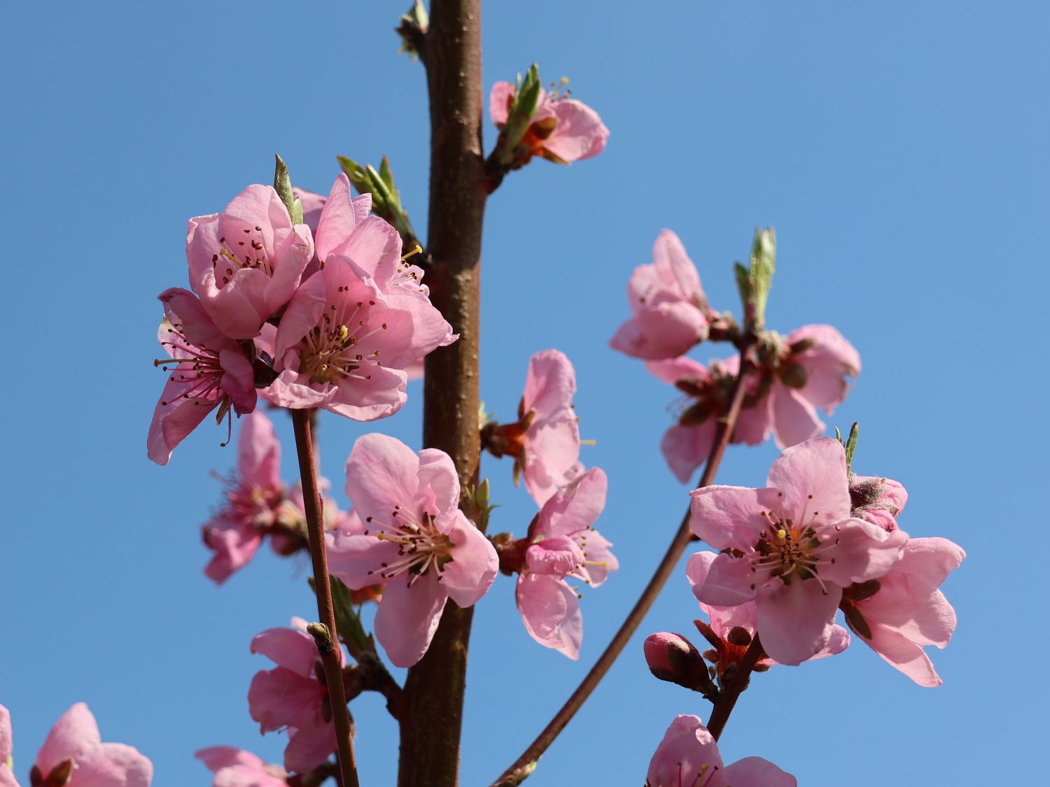 Mandel 'Mandelkönigin' - Prunus dulcis 'Mandelkönigin'