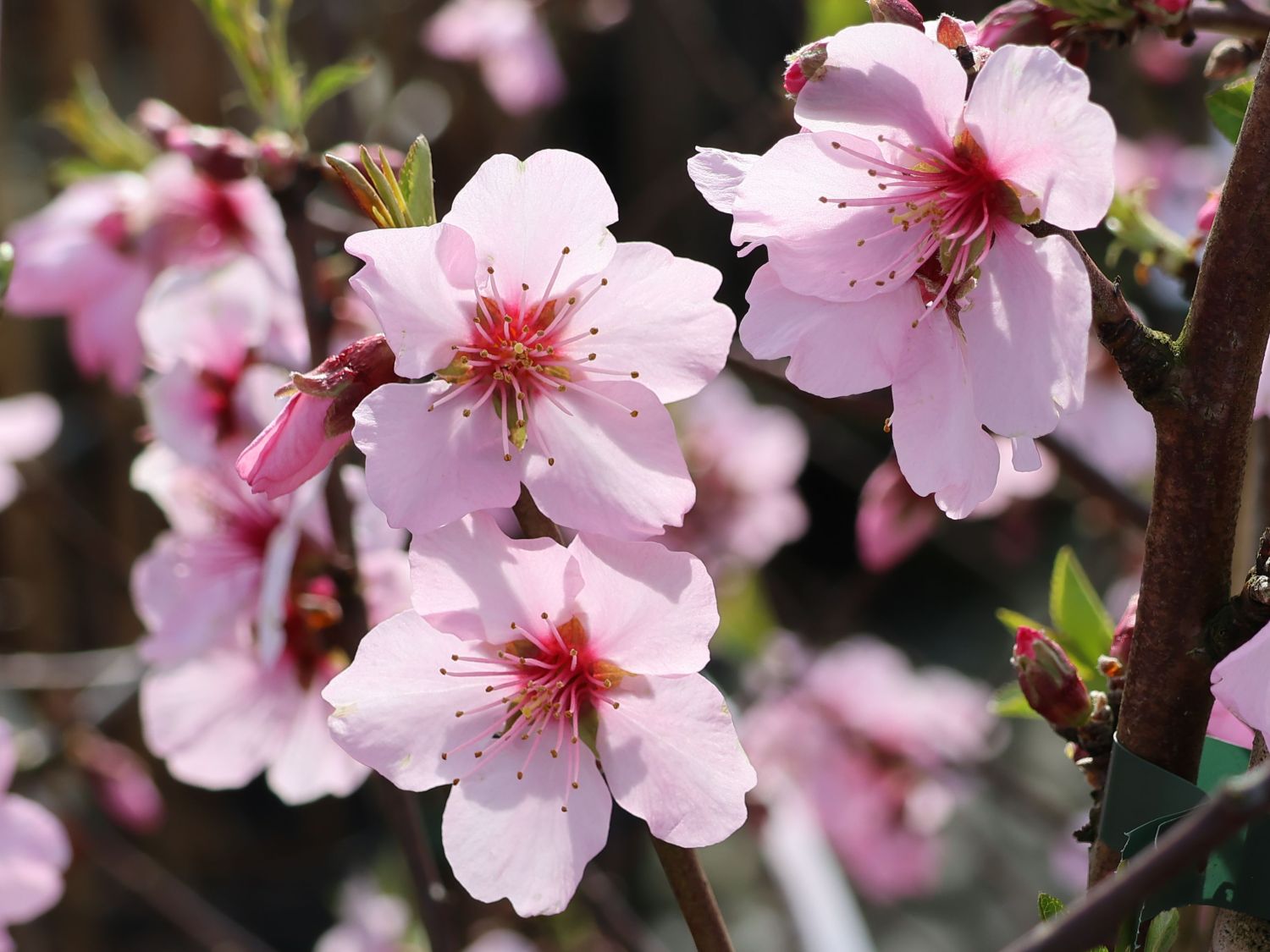 Mandel 'Mandelkönigin' - Prunus dulcis 'Mandelkönigin'