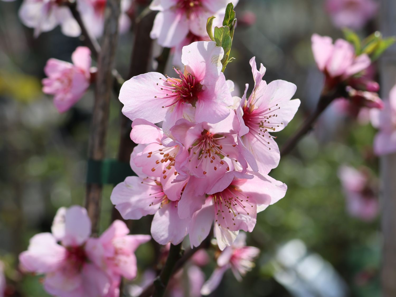 Mandel 'Mandelkönigin' - Prunus dulcis 'Mandelkönigin'