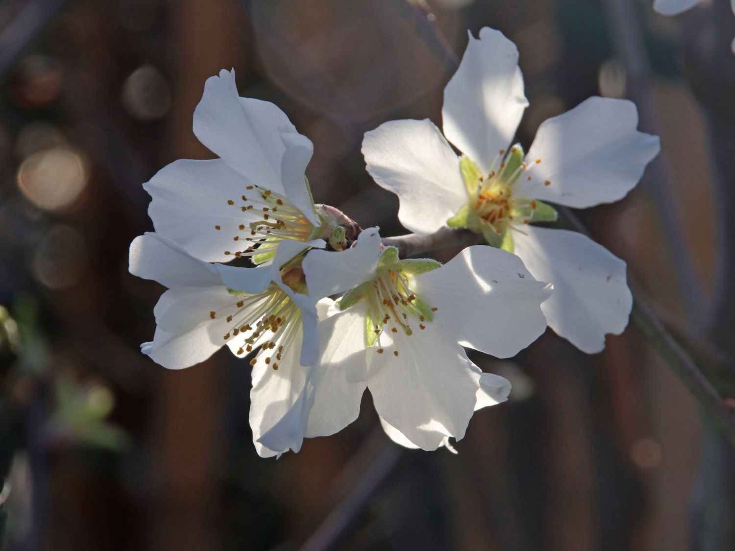 Mandel 'Weiße Krachmandel' - Prunus dulcis 'Weiße Krachmandel'