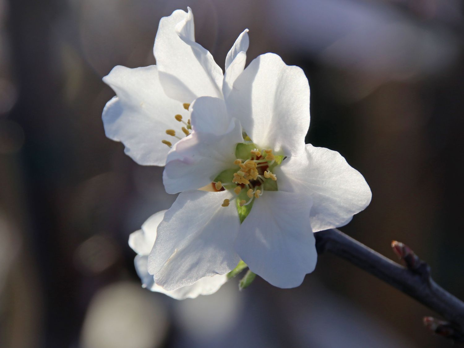 Mandel 'Weiße Krachmandel' - Prunus dulcis 'Weiße Krachmandel'