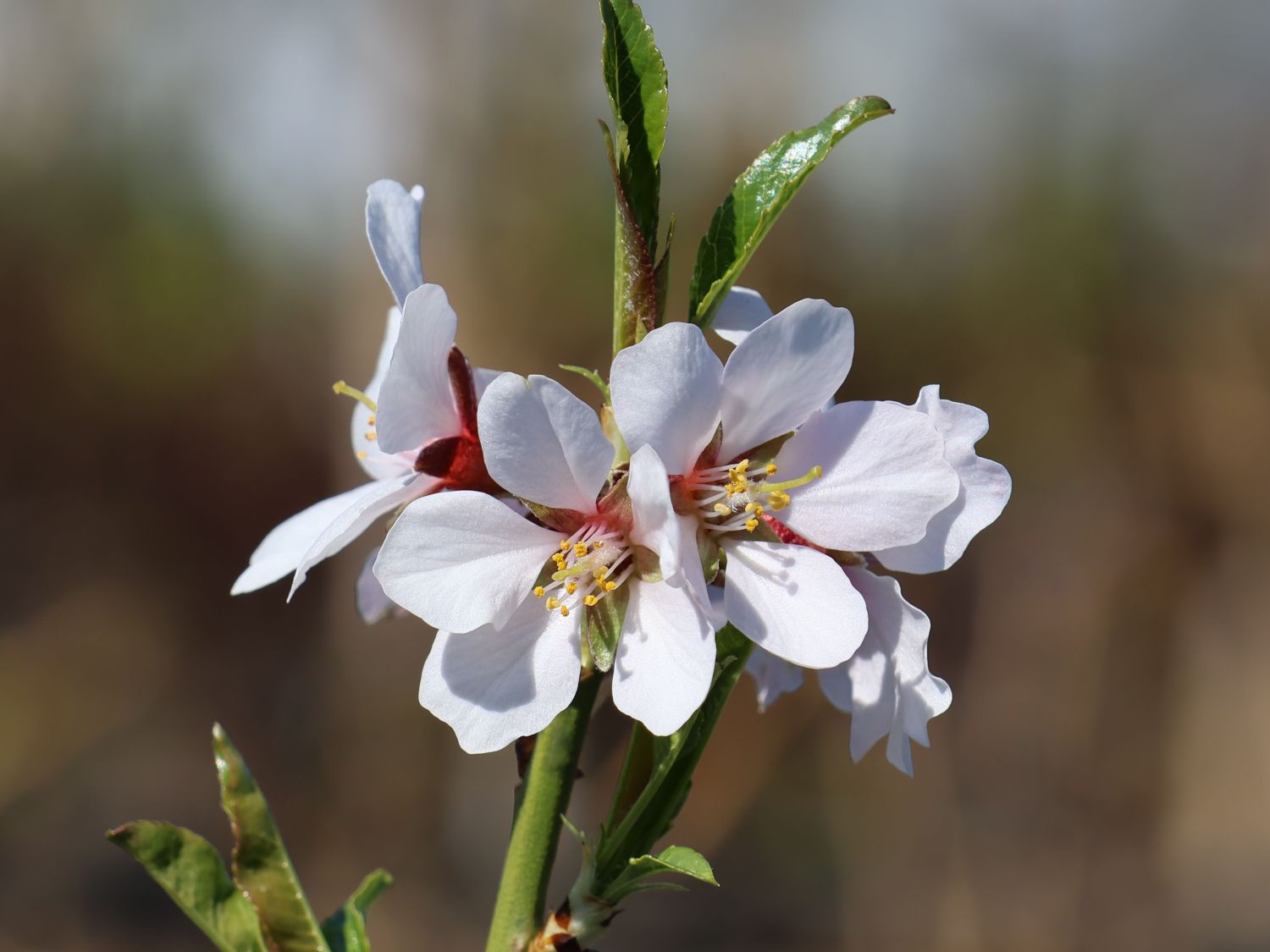 Mandelbaum 'Davidsmandel'