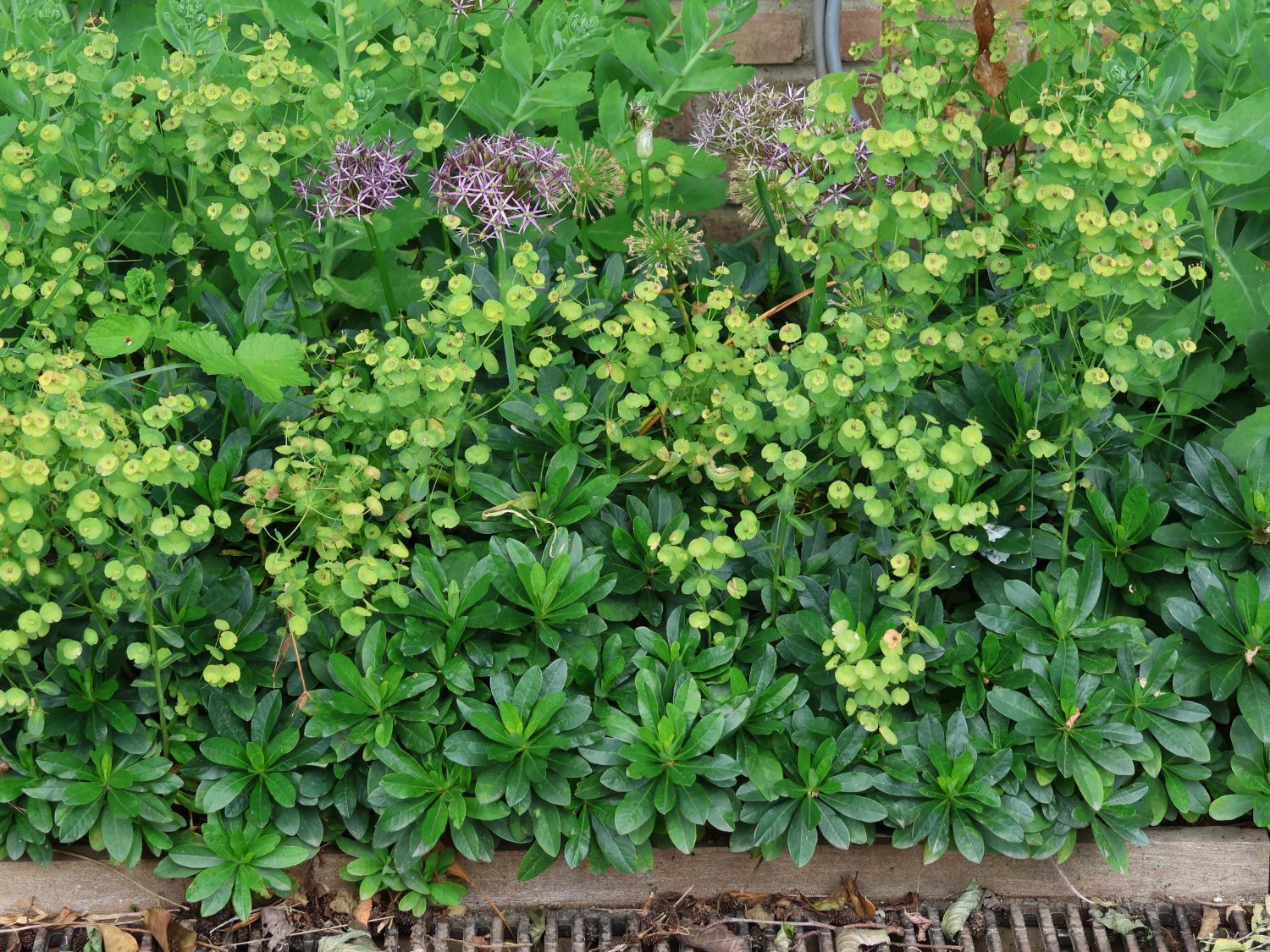 Mandelblättrige Wolfsmilch - Euphorbia amygdaloides var. robbiae