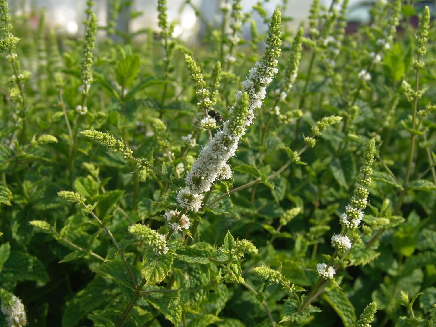 Marokkanische Minze 'Maroccan' - Mentha spicata 'Maroccan'