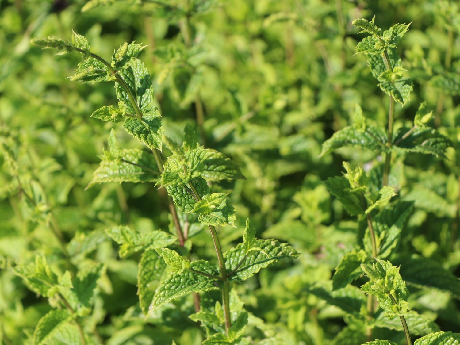 Marokkanische Minze 'Maroccan' - Mentha spicata 'Maroccan'