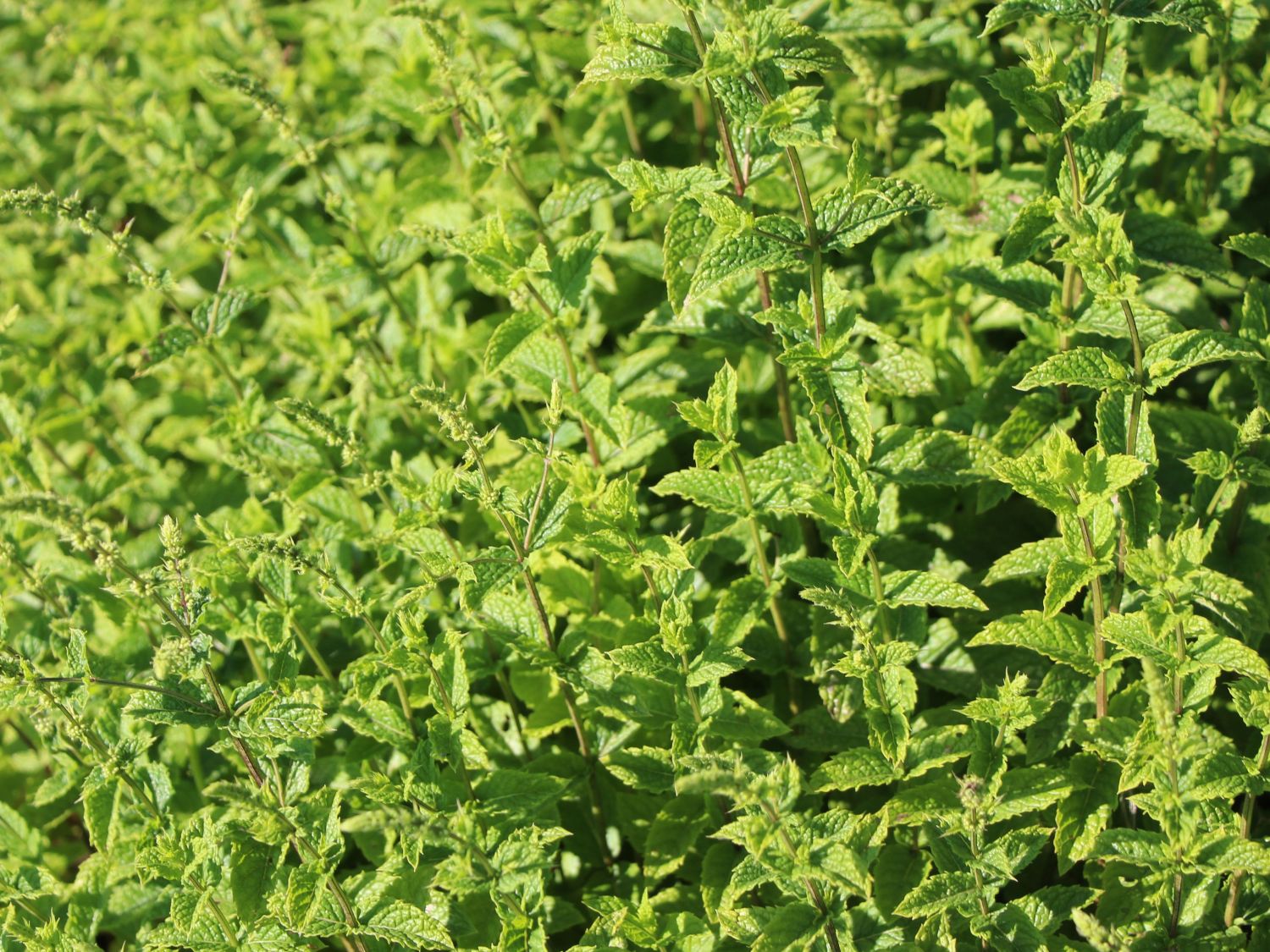 Marokkanische Minze 'Maroccan' - Mentha spicata 'Maroccan'