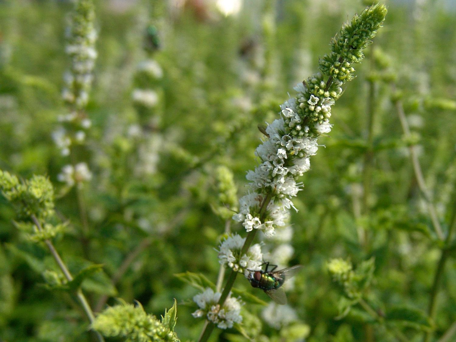 Marokkanische Minze 'Maroccan' - Mentha spicata 'Maroccan'