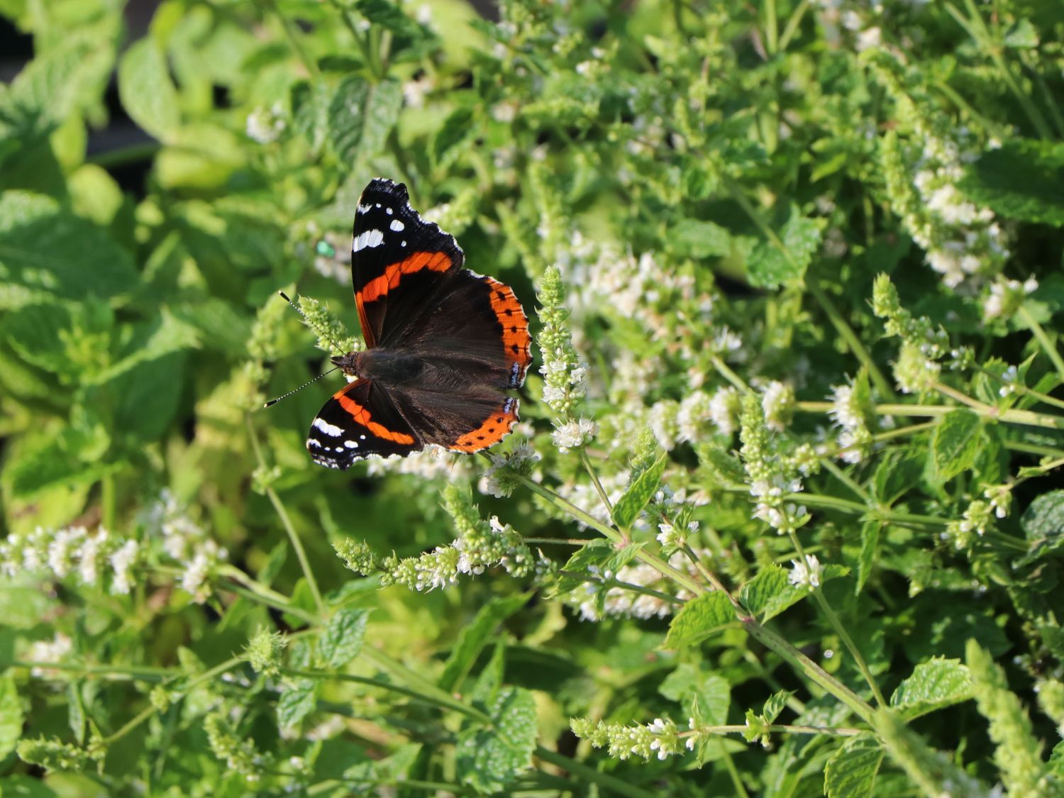 Marokkanische Minze 'Maroccan' - Mentha spicata 'Maroccan'