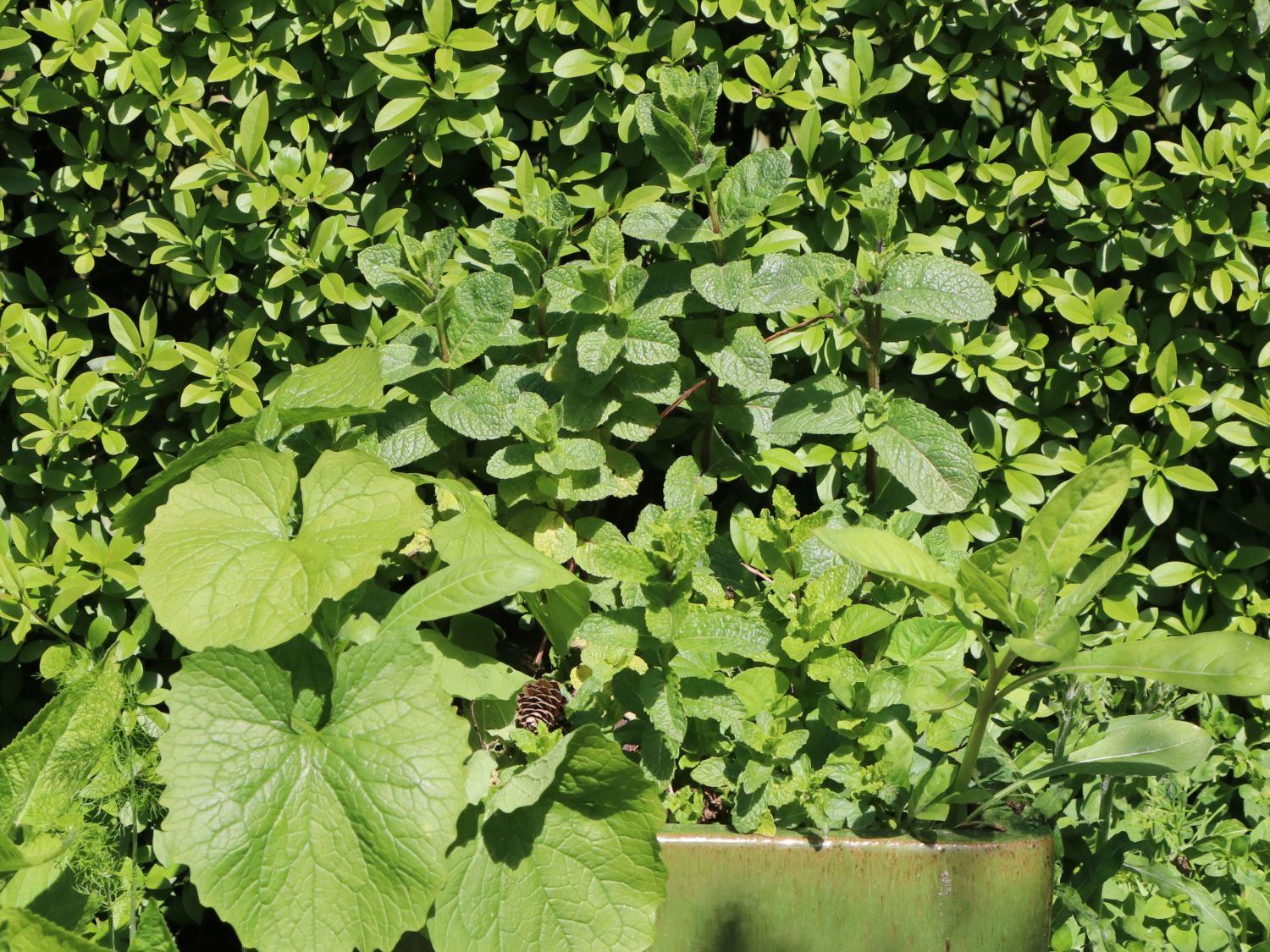 Marokkanische Minze 'Maroccan' - Mentha spicata 'Maroccan'