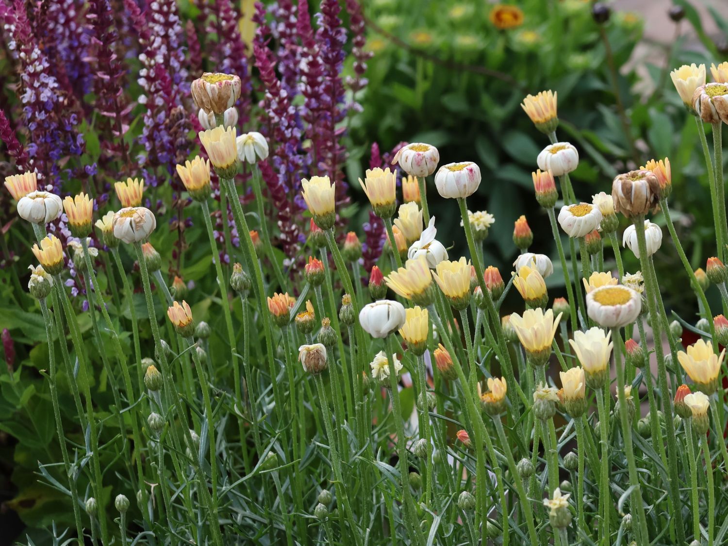 Rhodanthemum (Rhodanthemum)