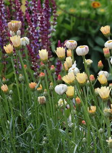 Rhodanthemum (Rhodanthemum)