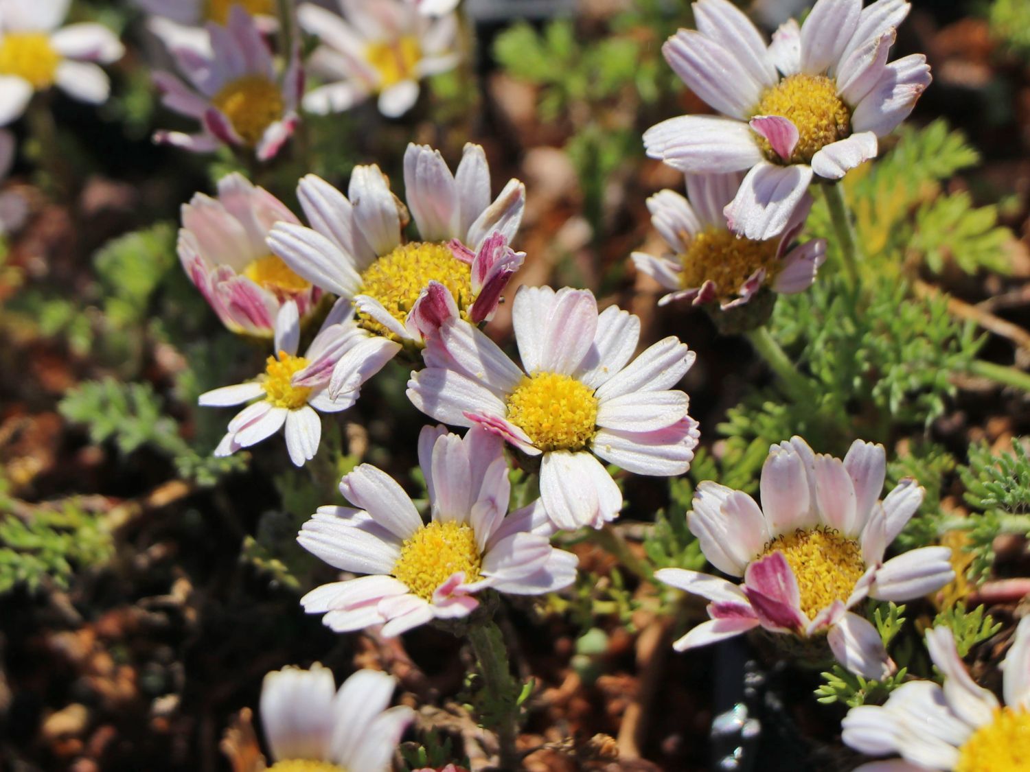 Marokko Kamille - Anacyclus pyrethrum var. depressus