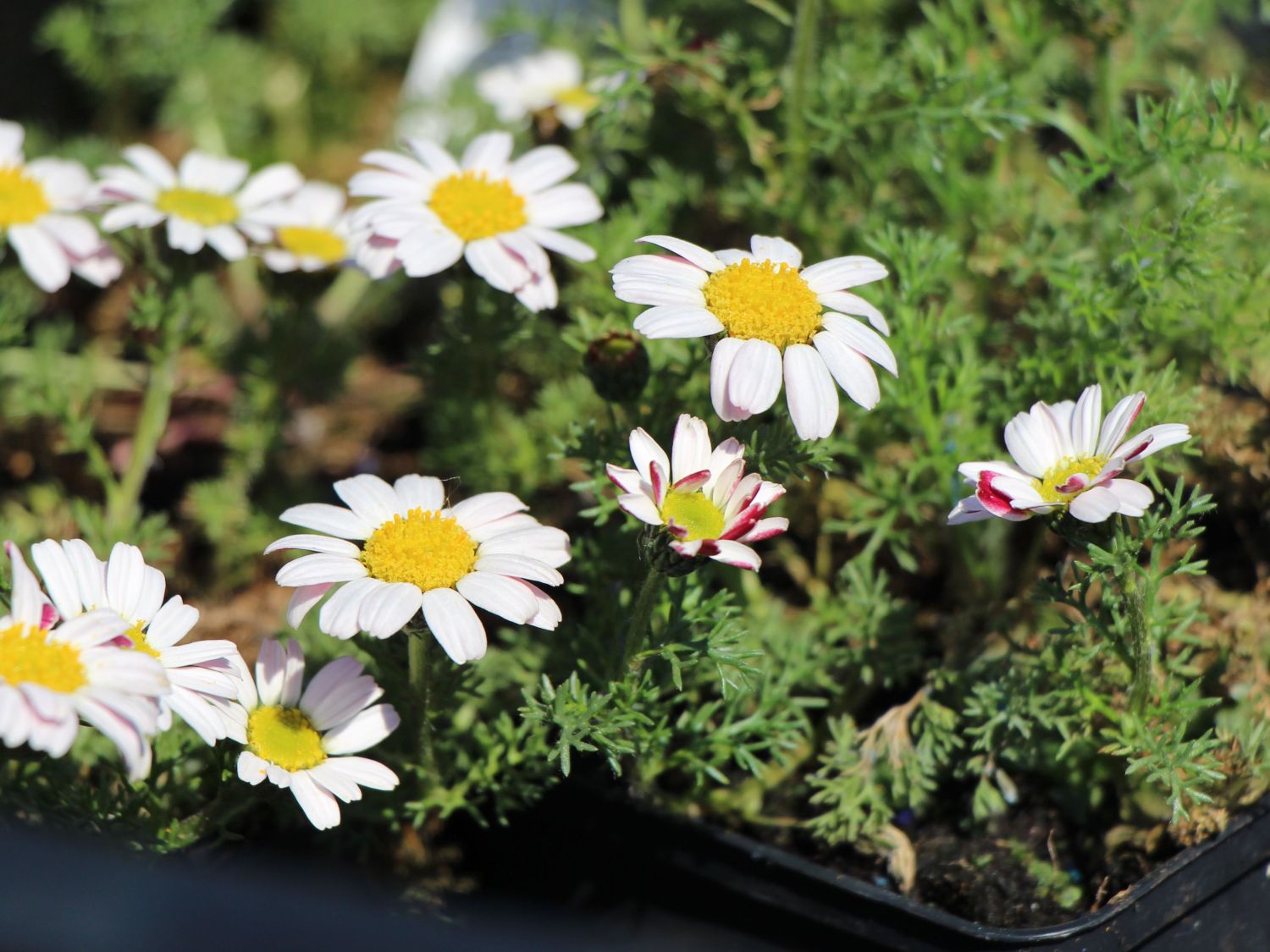 Bertram, Ringblume, Ringkörbchen (Anacyclus)