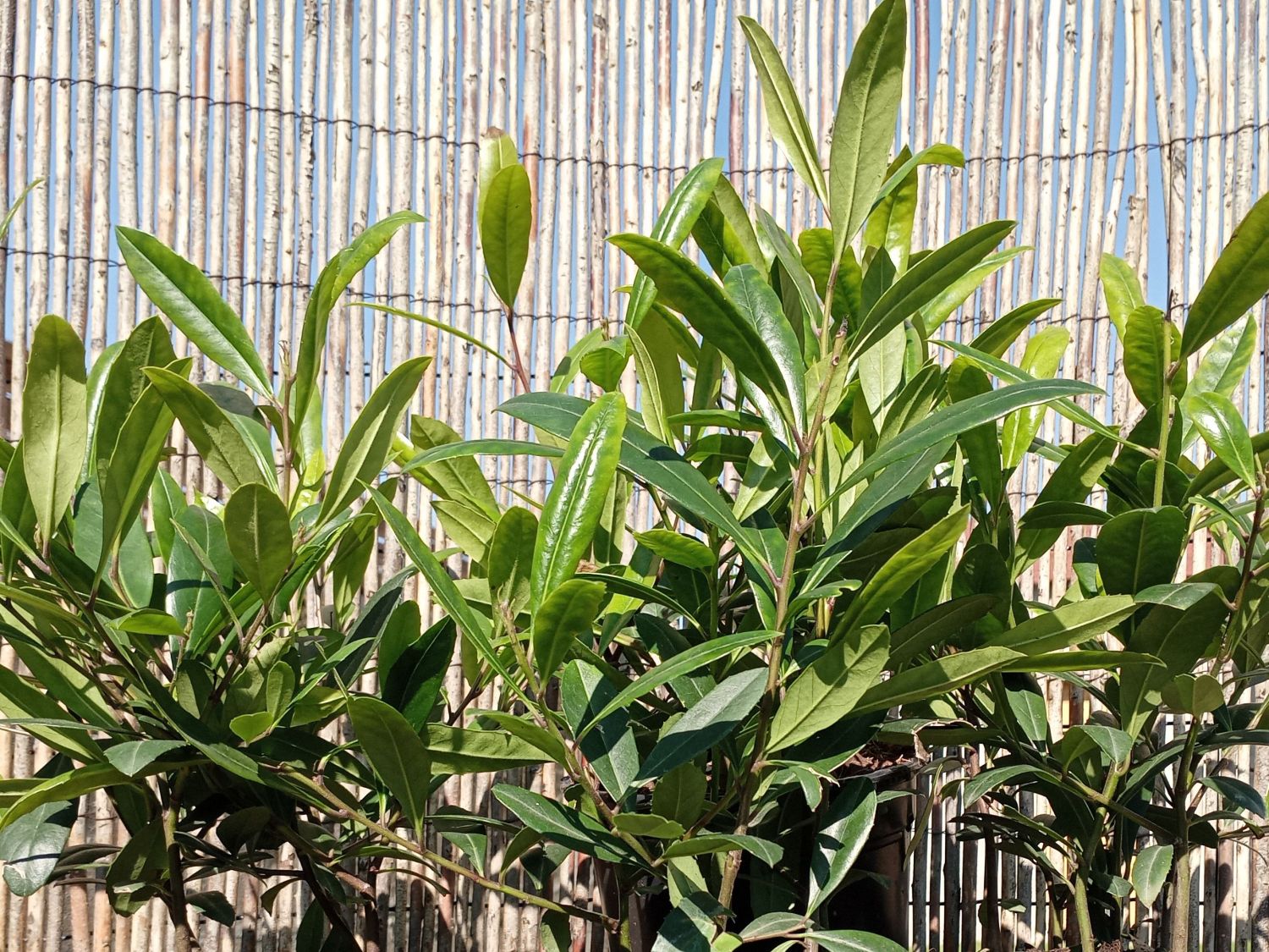 Mate-Strauch 'GARDEN2CUP' ®