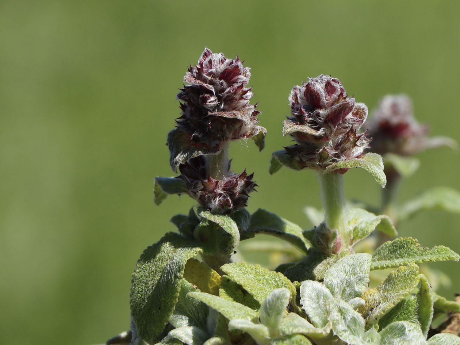 Matten-Woll-Ziest 'Silky Fleece'