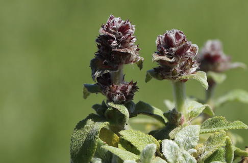 Matten-Woll-Ziest 'Silky Fleece' - Stachys byzantina 'Silky Fleece'
