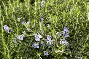 Mattenförmiger Rosmarin 'Capri'