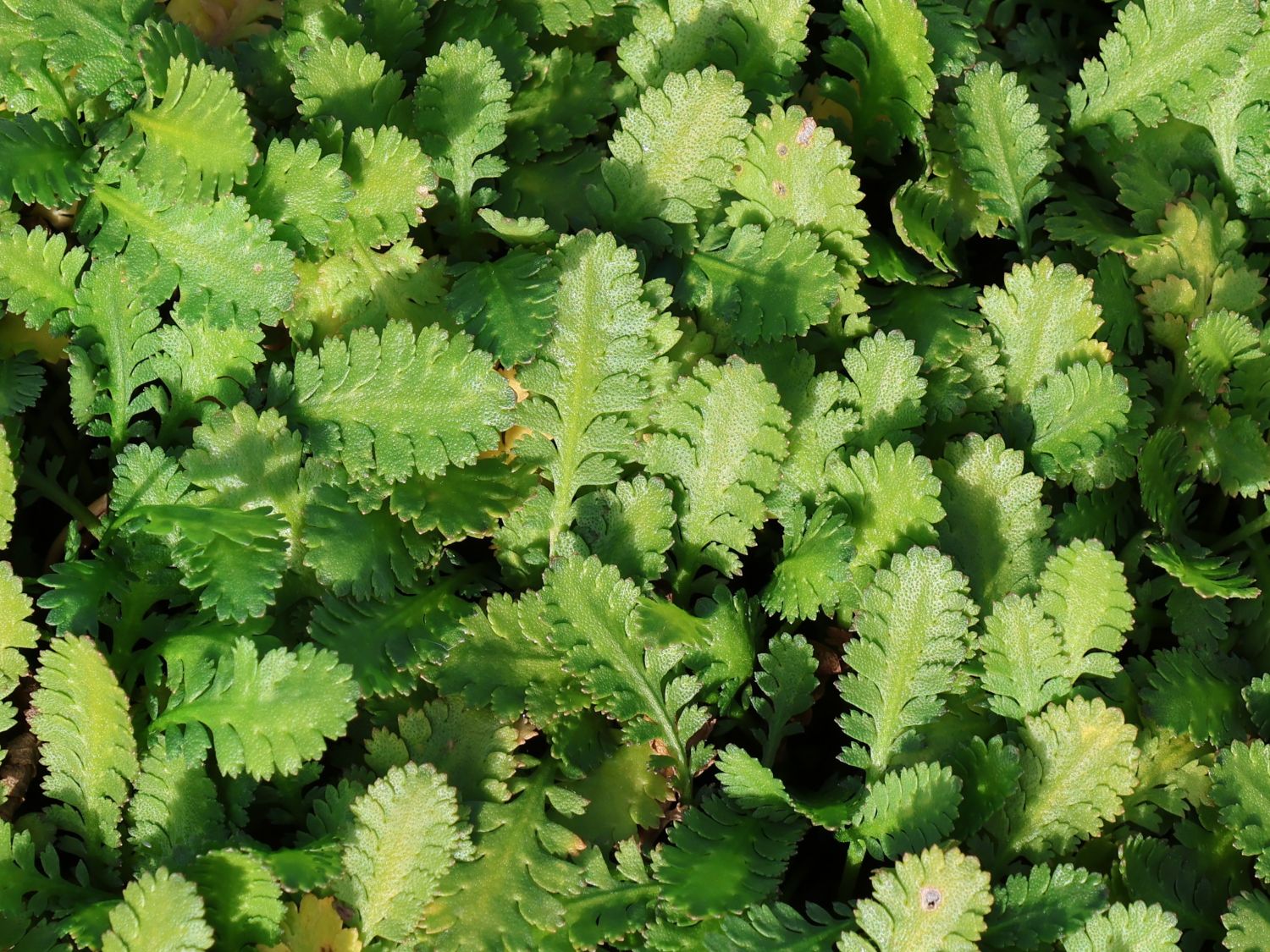 Mattgrünes Fiederpolster