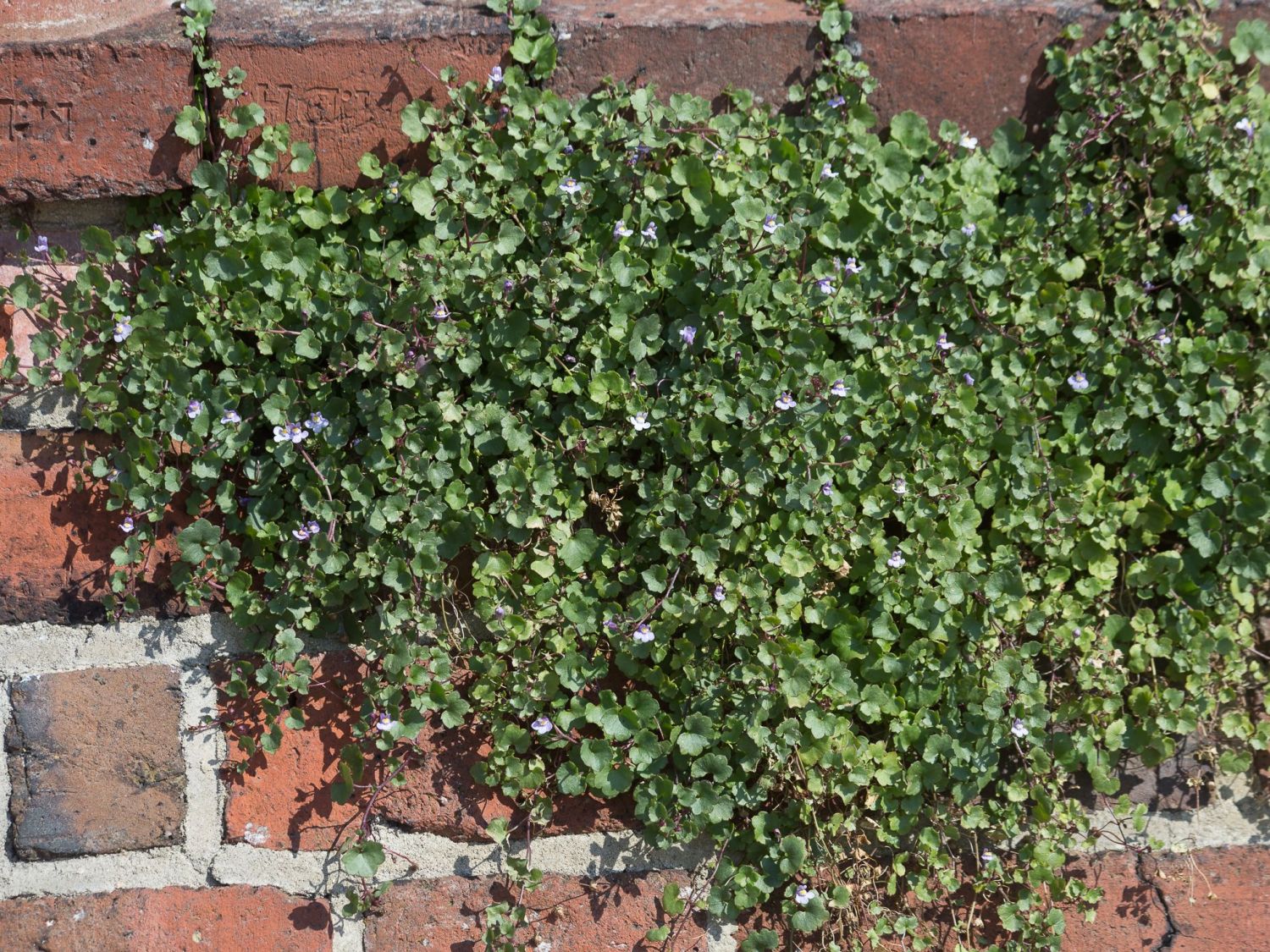 Mauer-Zimbelkraut - Cymbalaria muralis