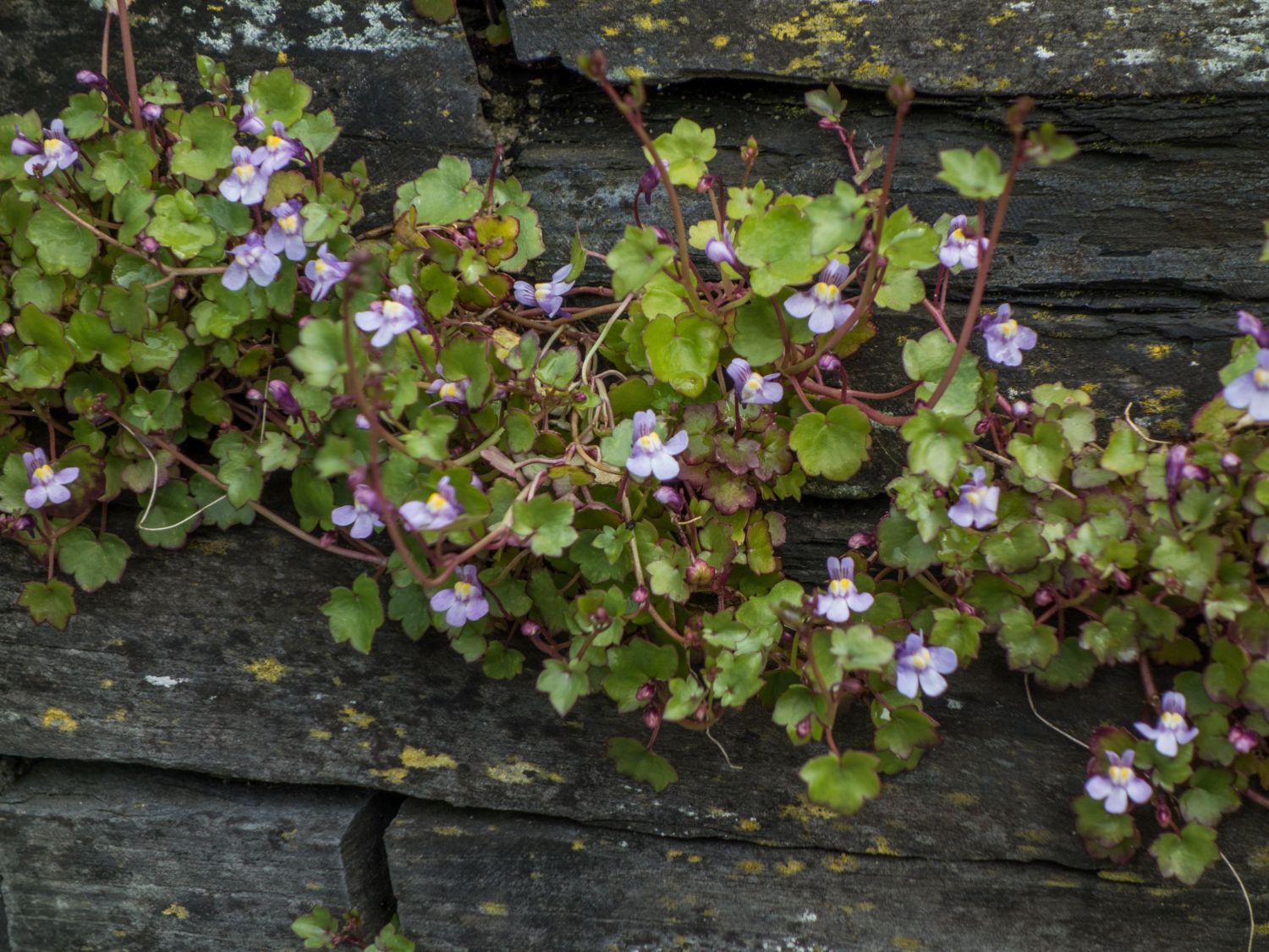 Zimbelkräuter (Cymbalaria)