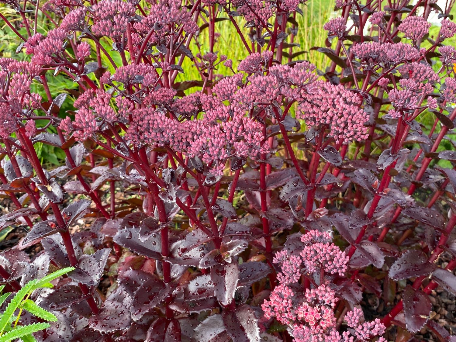 Mauerpfeffer 'Black Knight'