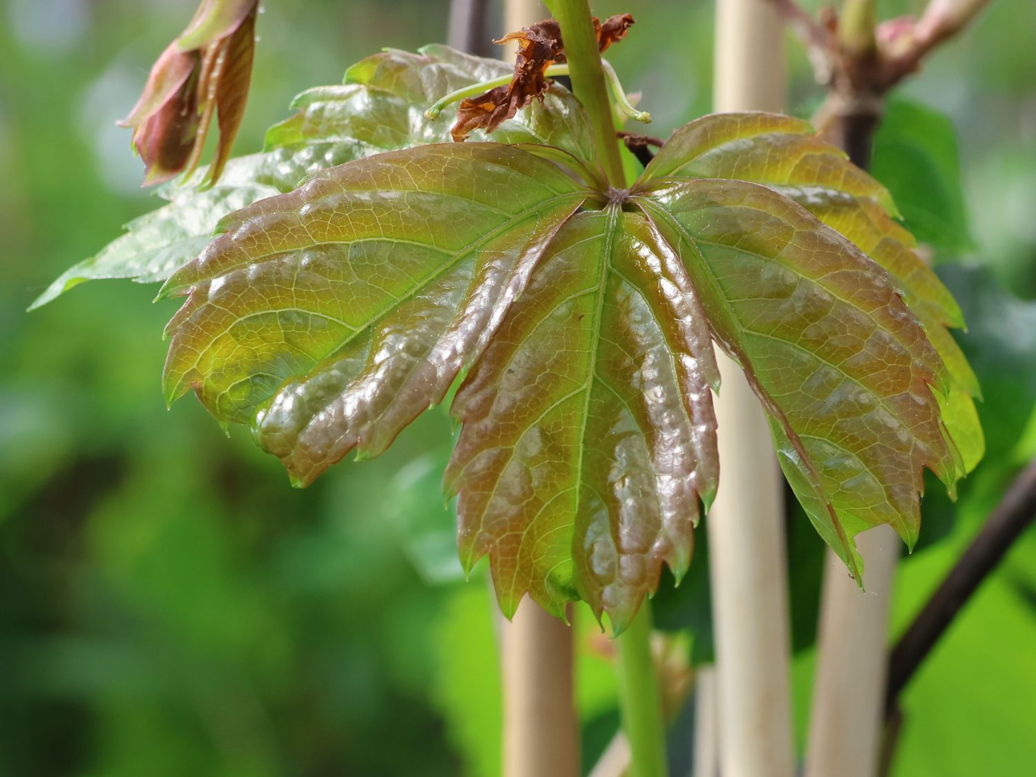 Mauerwein 'Troki' / 'Red Wall' - Parthenocissus quinquefolia 'Troki' / 'Red Wall'
