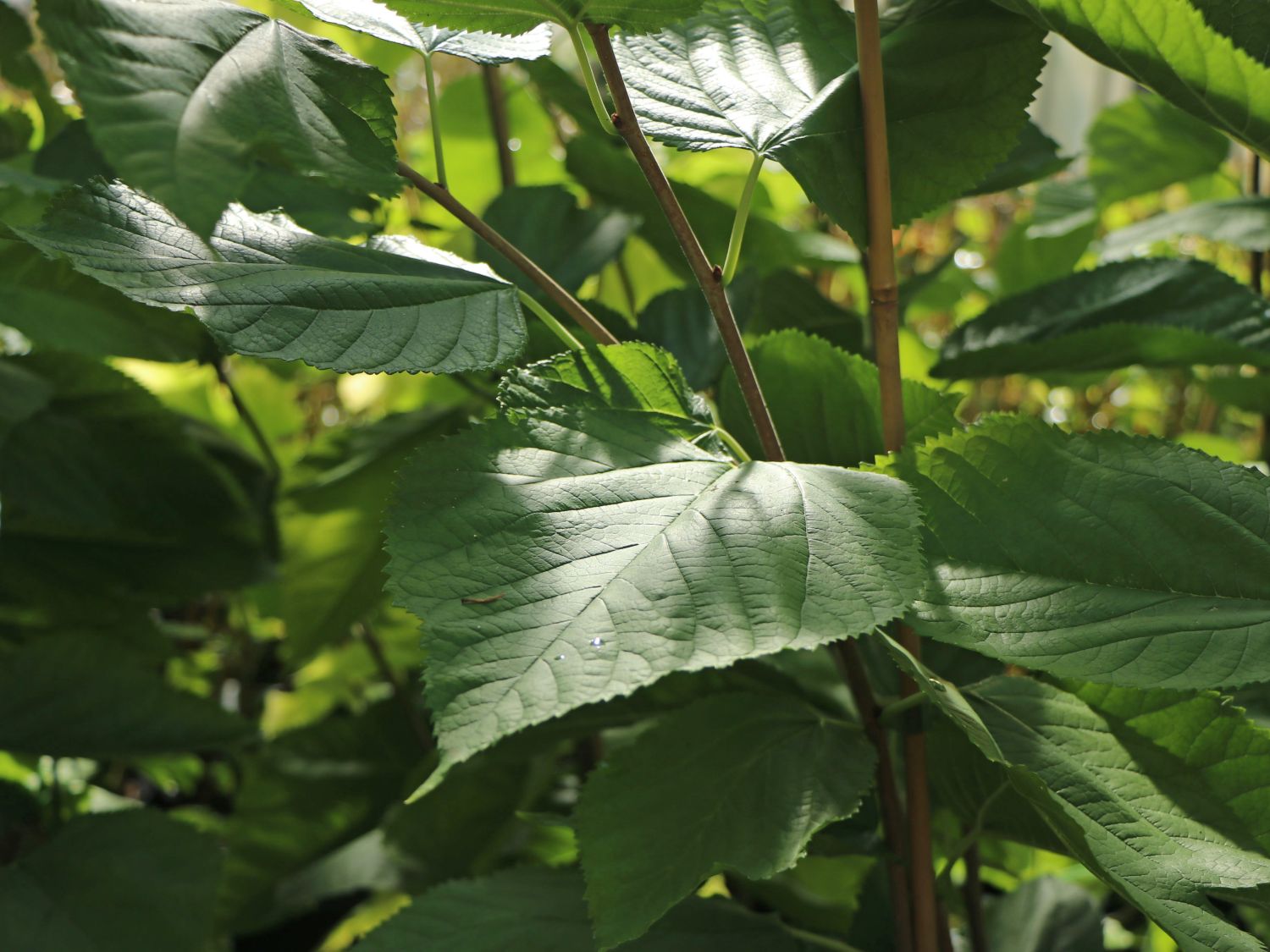 Maulbeere 'Illinois Everbearing'