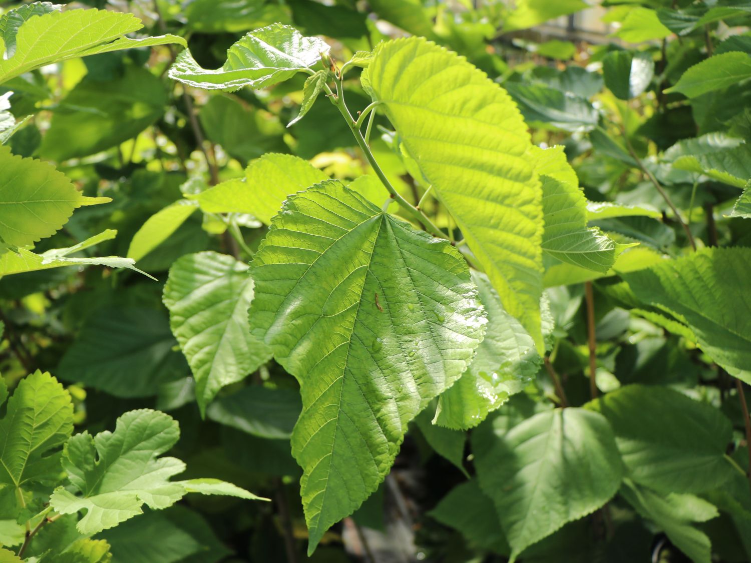 Maulbeere 'Illinois Everbearing' - Morus alba x rubra 'Illinois Everbearing'