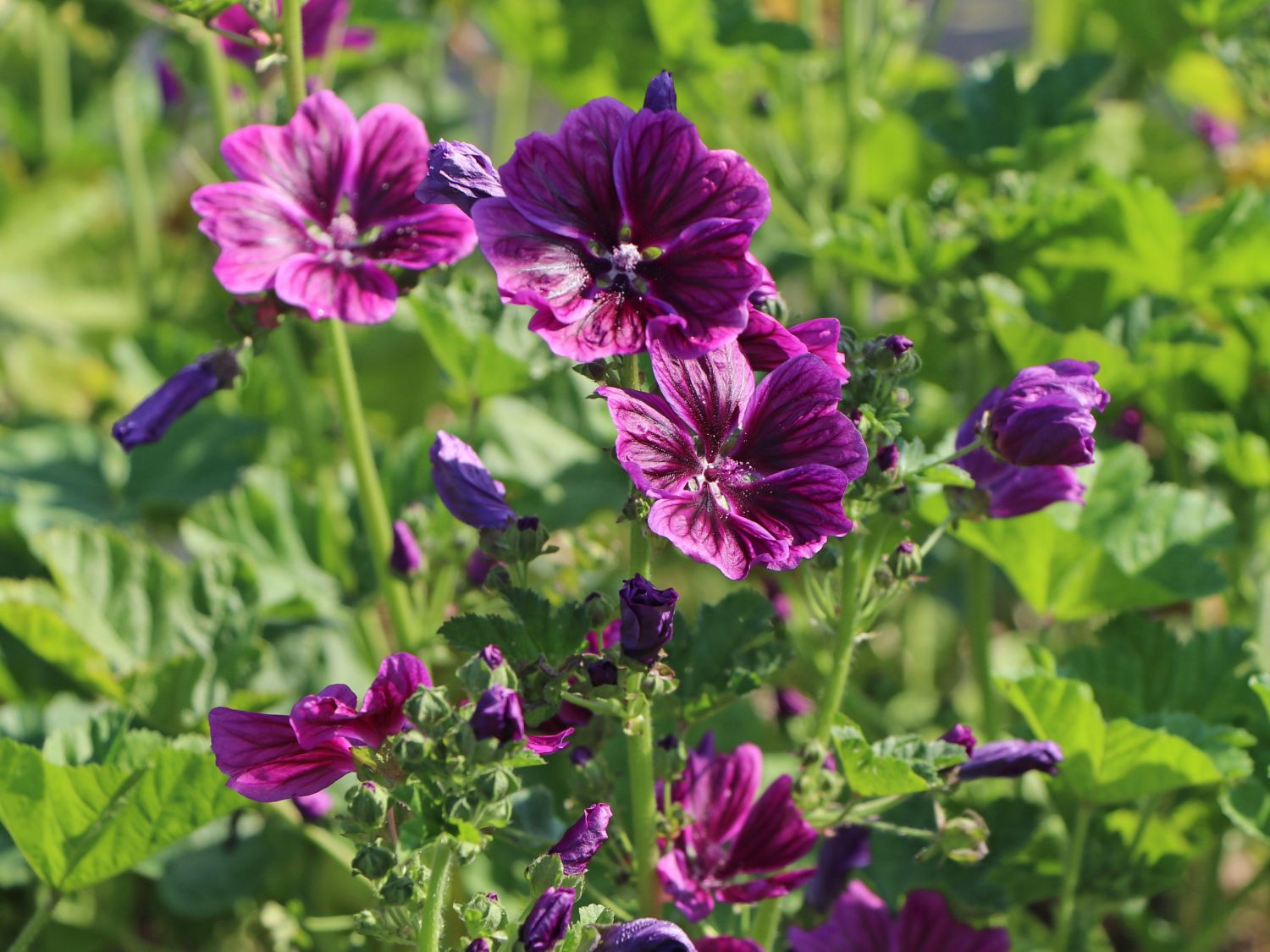 Mauretanische Malve - Malva sylvestris subsp. mauritiana