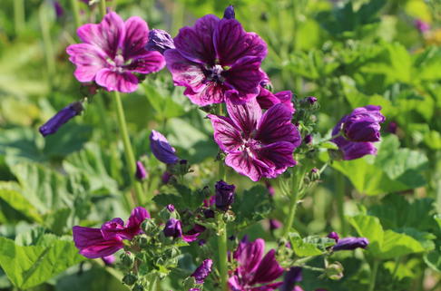 Mauretanische Malve - Malva sylvestris subsp. mauritiana