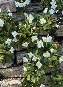 Felsenteller (Ramonda)