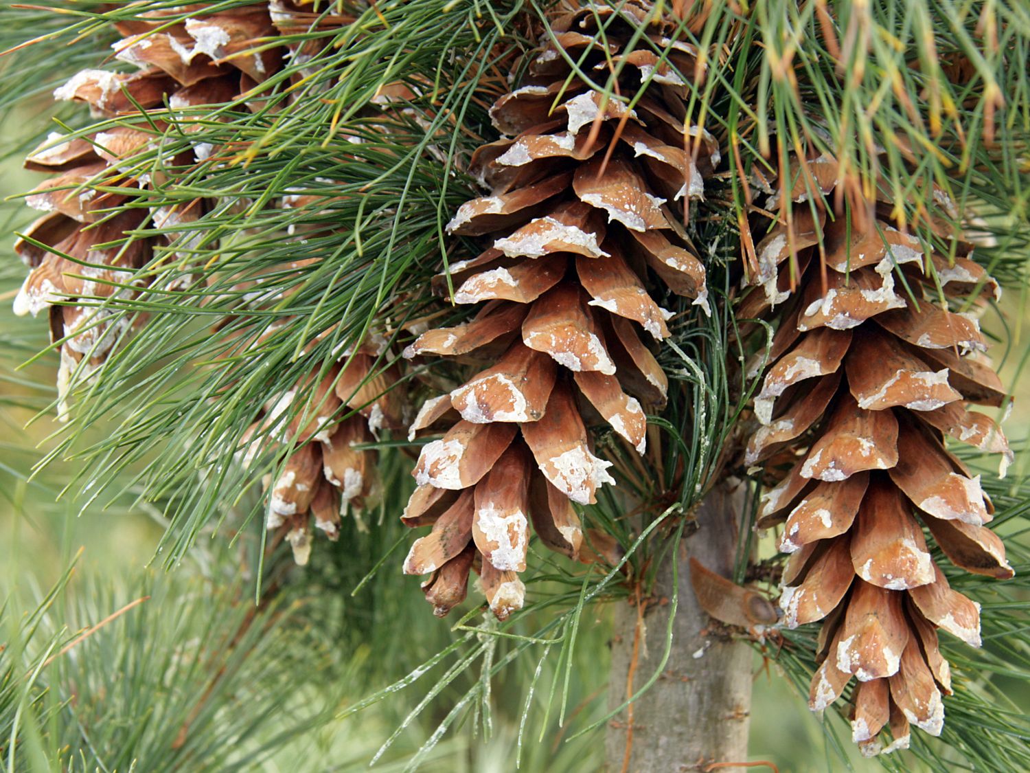 Mazedonische Kiefer / Rumelische Kiefer