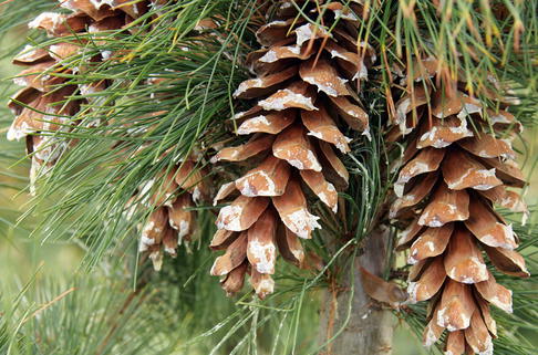 Mazedonische Kiefer / Rumelische Kiefer - Pinus peuce