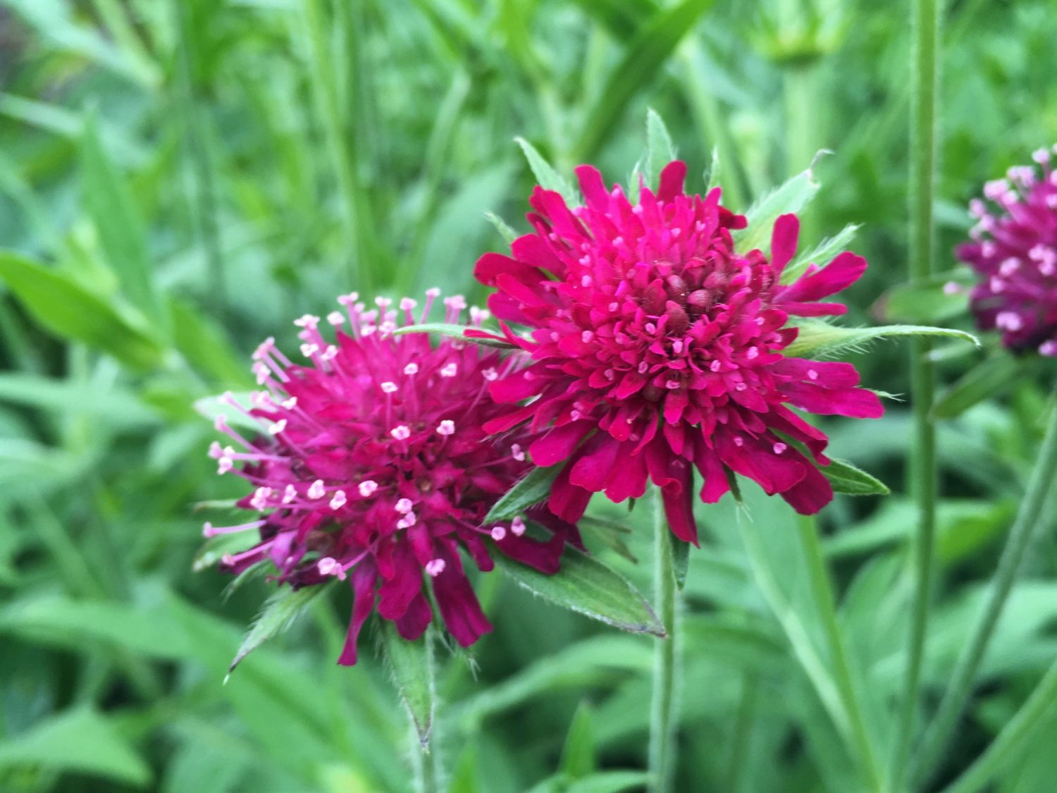 Mazedonische Witwenblume 'Green Lightning'