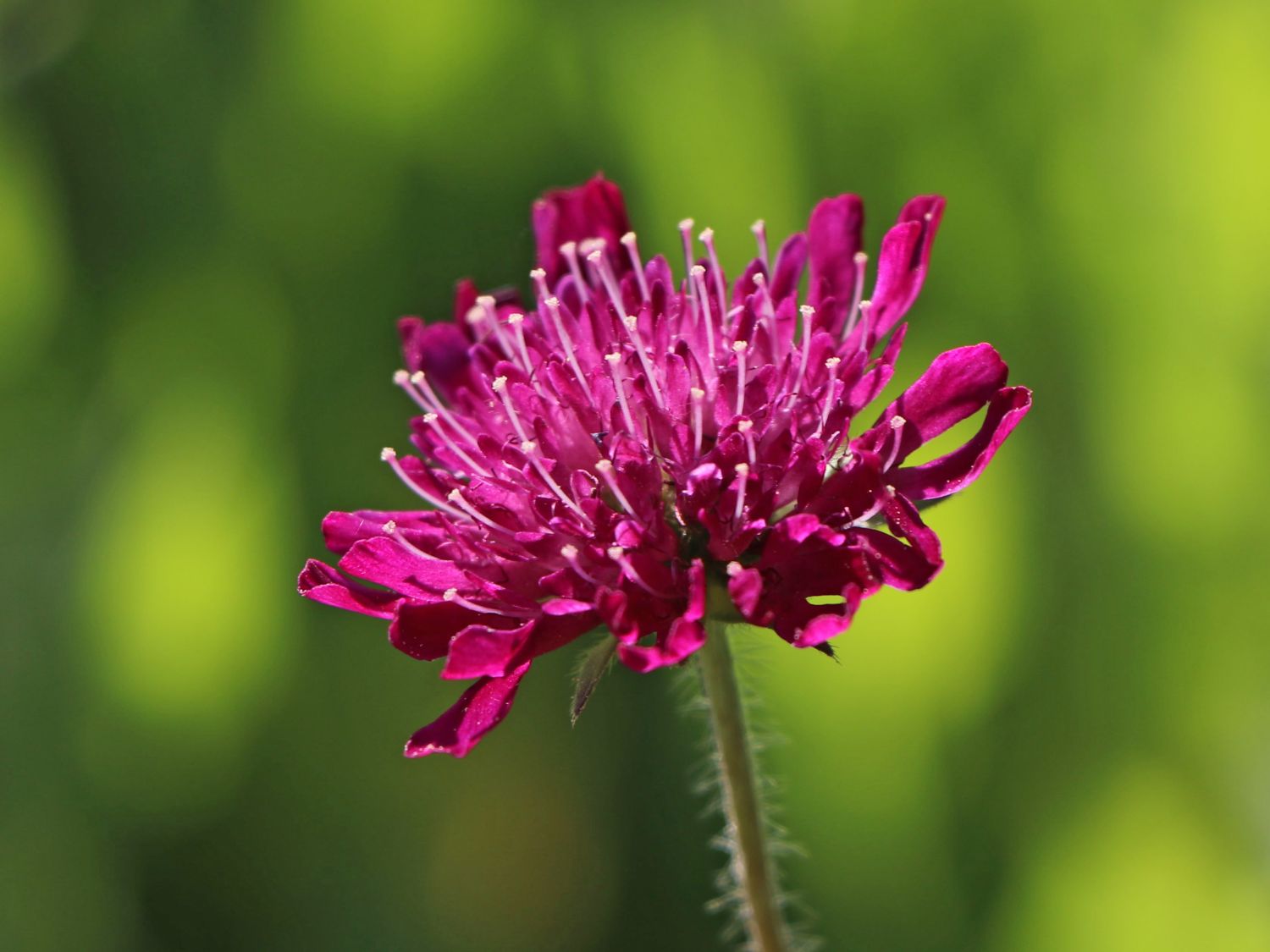 Mazedonische Witwenblume 'Melton Pastels' - Knautia macedonica 'Melton Pastels'