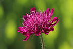 Mazedonische Witwenblume 'Melton Pastels' - Knautia macedonica 'Melton Pastels'