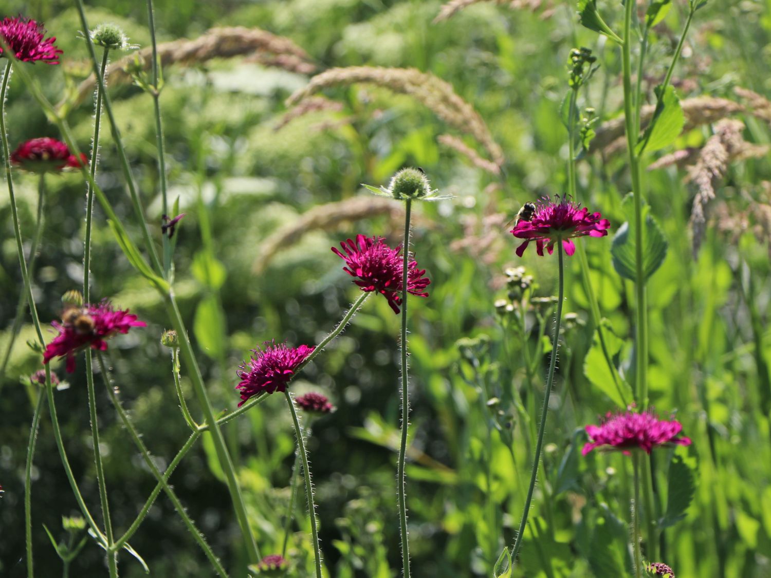Mazedonische Witwenblume 'Melton Pastels' - Knautia macedonica 'Melton Pastels'