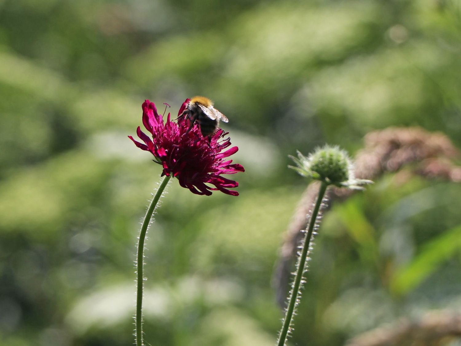 Mazedonische Witwenblume 'Melton Pastels' - Knautia macedonica 'Melton Pastels'
