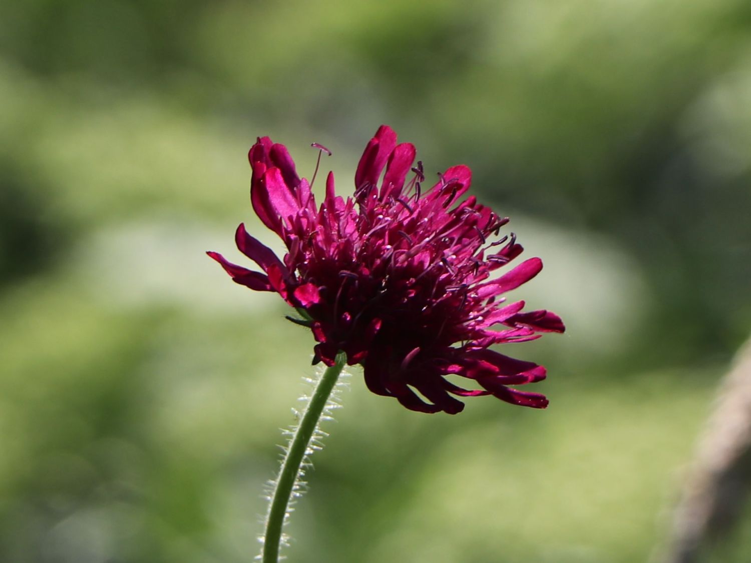 Mazedonische Witwenblume 'Melton Pastels' - Knautia macedonica 'Melton Pastels'