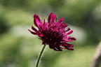 Mazedonische Witwenblume 'Melton Pastels' - Knautia macedonica 'Melton Pastels'