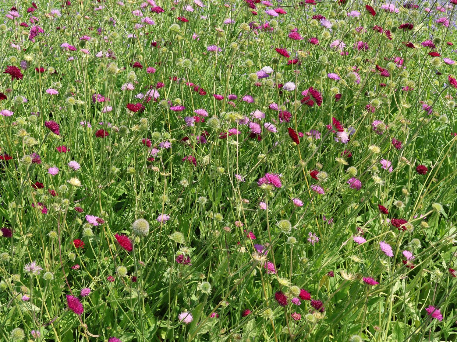 Mazedonische Witwenblume 'Melton Pastels' - Knautia macedonica 'Melton Pastels'