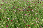 Mazedonische Witwenblume 'Melton Pastels' - Knautia macedonica 'Melton Pastels'