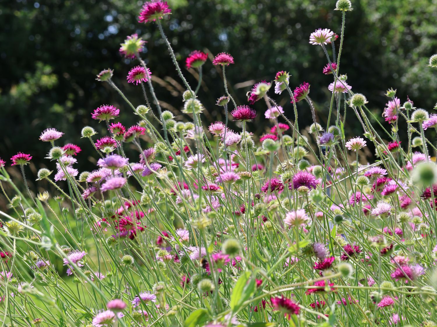Mazedonische Witwenblume 'Melton Pastels' - Knautia macedonica 'Melton Pastels'